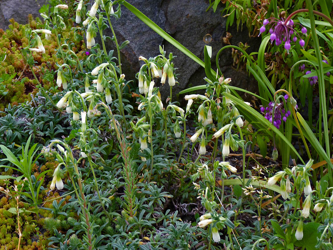 Onosma nana photo